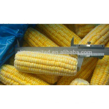 2015 frozen iqf sweet corn cob